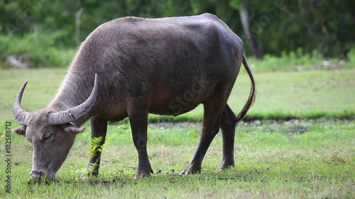Buffalo on meadow..mov