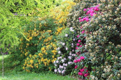 Rhododendronblüte im Karthausgarten Eisenach