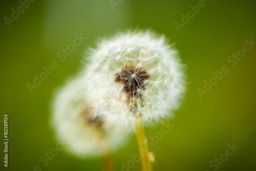Fototapeta Naklejka Na Ścianę i Meble -  Dandelion seeds