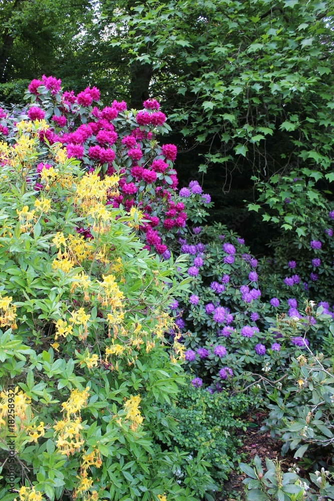 Rhododendronblüte im Karthausgarten Eisenach