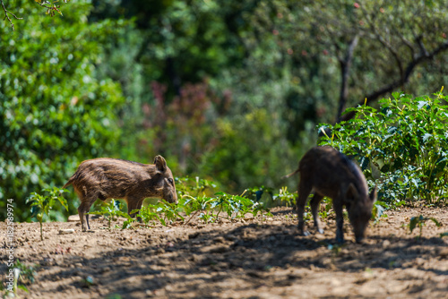 Wild boars