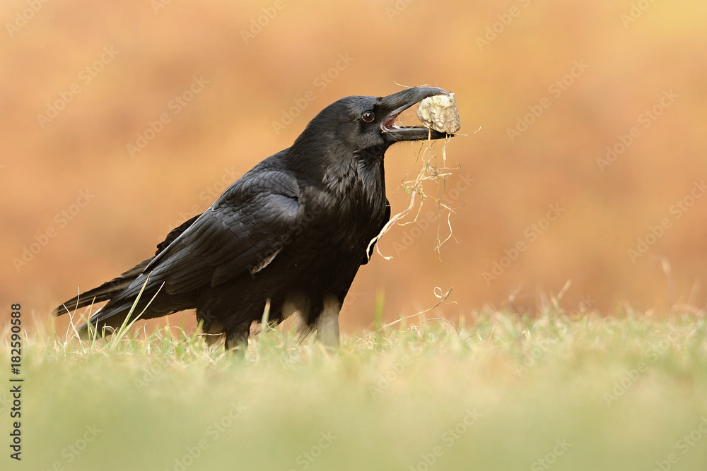 The common raven (Corvus corax), also known as the northern raven, all-black passerine bird. A raven is one of several larger-bodied species of the genus Corvus. The common raven (Corvus corax), also known as the northern raven, all-black passerine bird. A raven is one of several larger-bodied species of the genus Corvus.