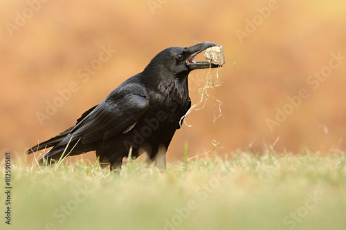 The common raven (Corvus corax), also known as the northern raven, all-black passerine bird. A raven is one of several larger-bodied species of the genus Corvus.