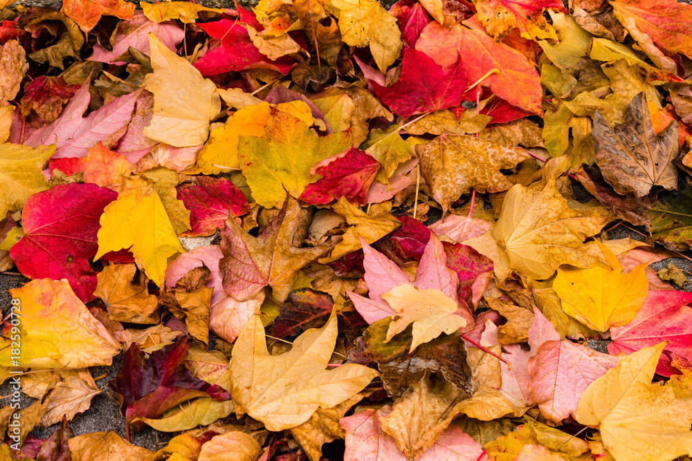 leaves in autumn leaves in autumn