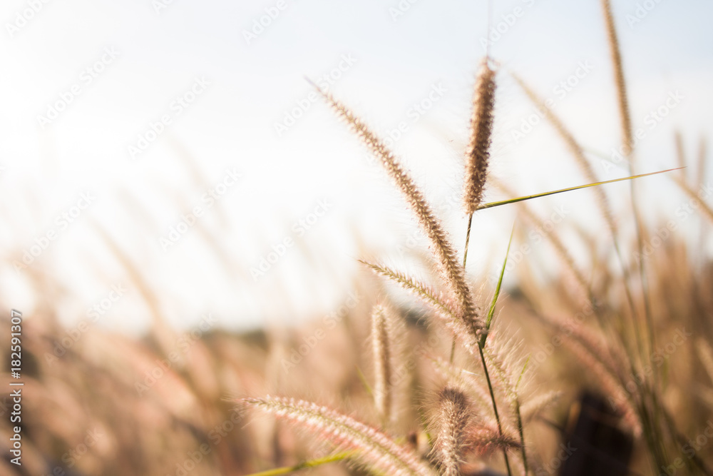 Fototapeta premium Grass in autumn