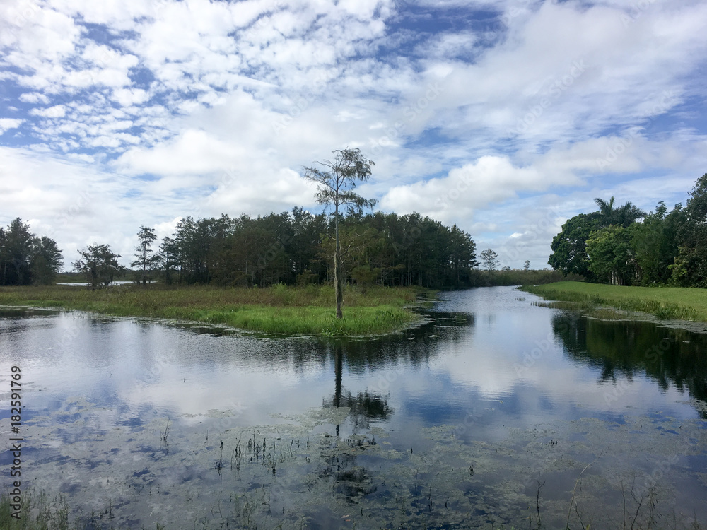 Obraz premium fall foliage in the swamps