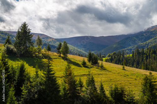 fir-tree on background of mountain field beautiful landscape 