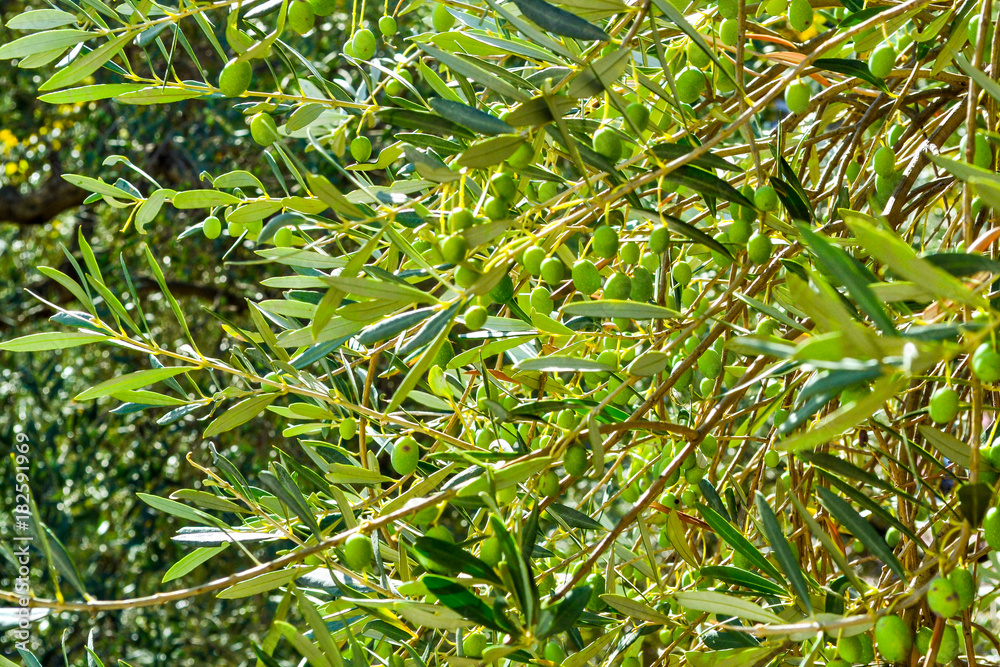 Green olives on the branches. Montenegro Green olives on the branches. Montenegro