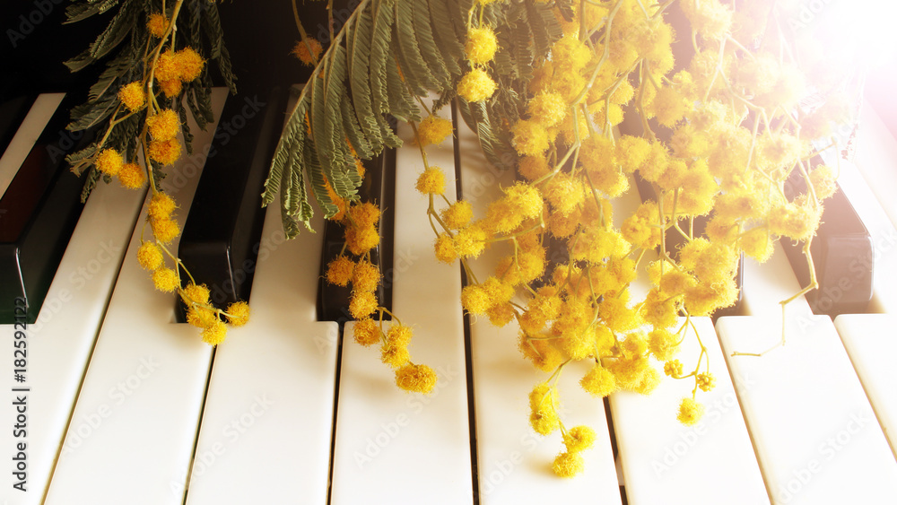 A twig of mimosa on the piano. Spring music. Black and white keys - obrazy, fototapety, plakaty 