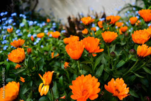 Flores naranjas © Jeferson
