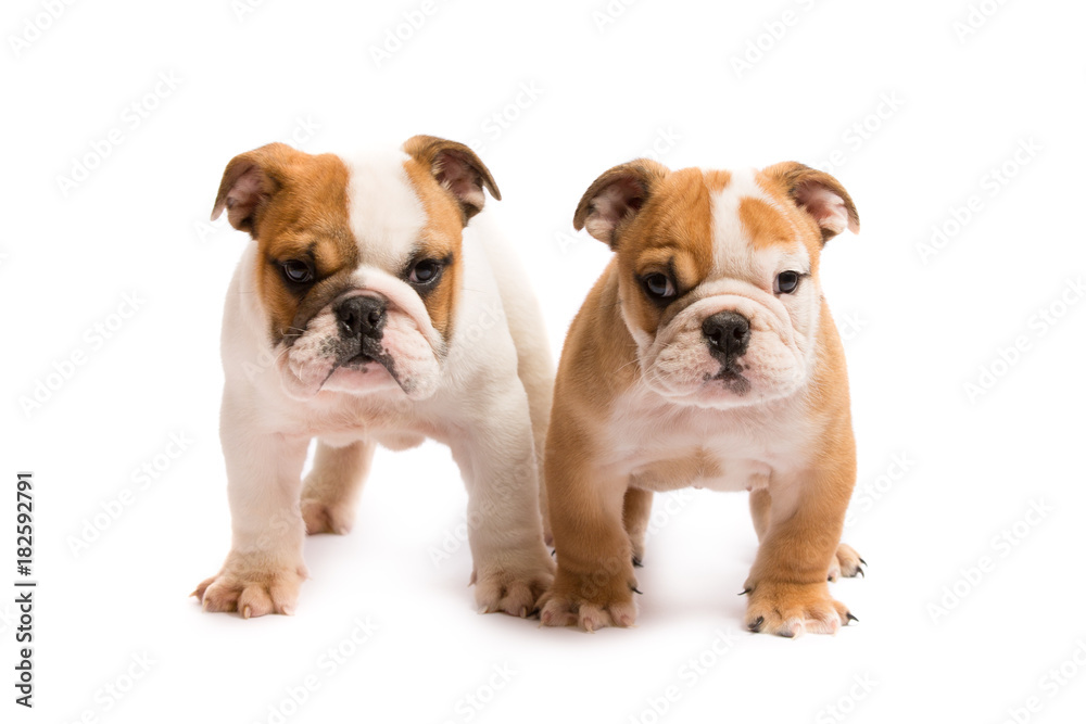 Two English bulldog puppies playing in front of a white background