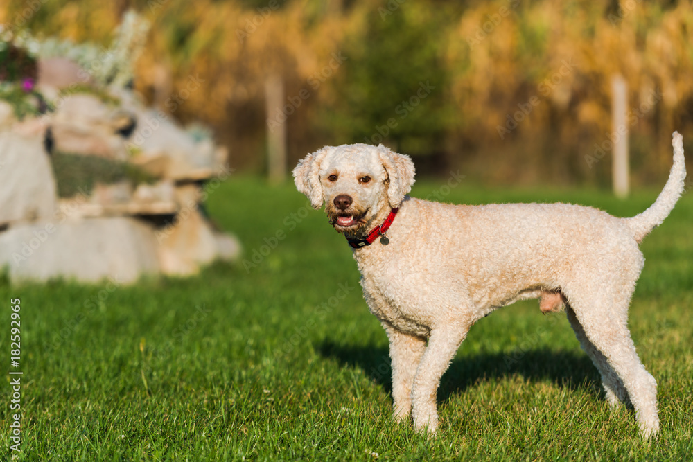 Cute dog playing