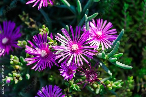 Beautiful fllowers in the summer day