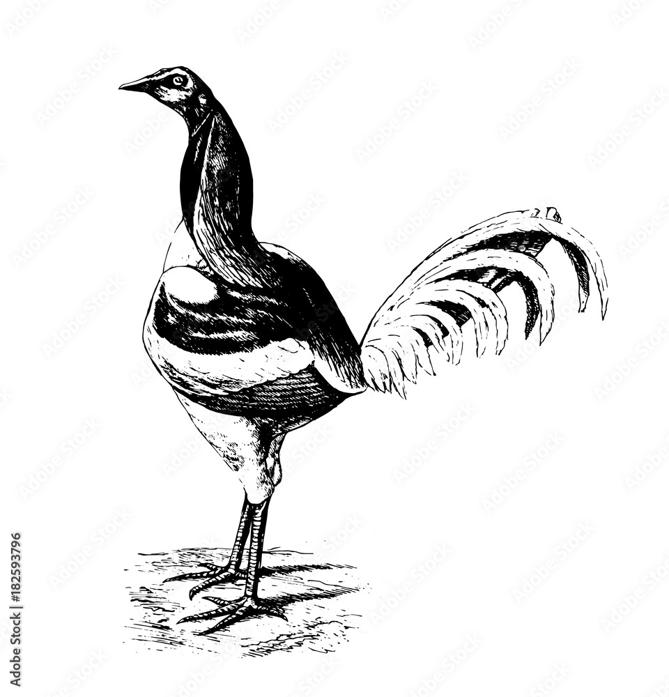 Realistic black and white illustration of game fowl. Gamecock standing