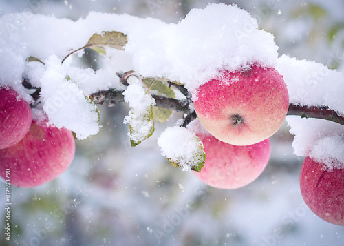 Apples on the branch and the first snow.
