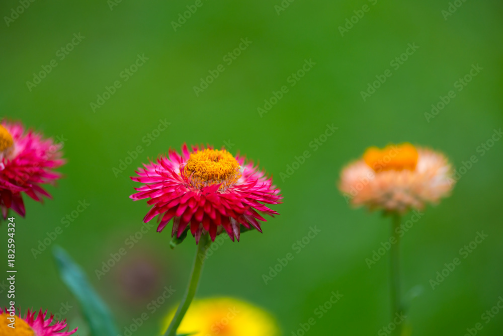 Amazing flowers at the end of summer Amazing flowers at the end of summer