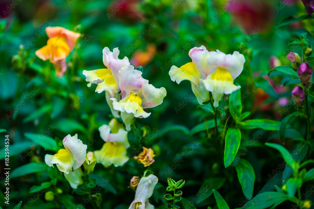 Flowers in botanical garden Flowers in botanical garden