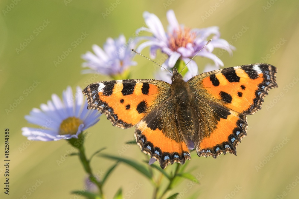 Beautiful nature scene with butterfly Macro shot of butterfly on the flower. Butterfly in the nature habitat. Beautiful nature scene with butterfly Macro shot of butterfly on the flower. Butterfly in the nature habitat.