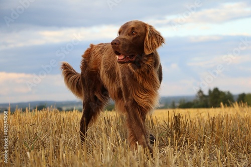 Flat coated Retriever auf einem Stoppelfeld photo