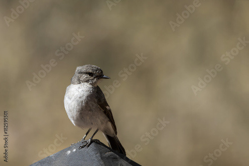 Hooded Robin (Melanodryas cucullata) race 