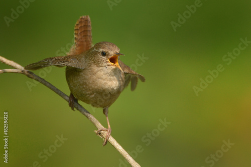 The Eurasian wren (Troglodytes troglodytes) is a very small bird, and the only member of the wren family Troglodytidae found in Eurasia and Africa. Singing photo