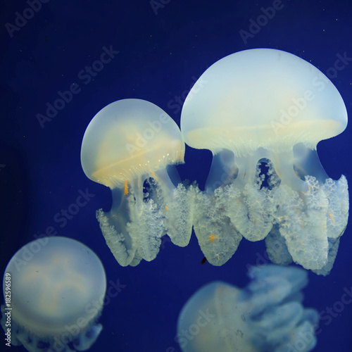 Sea jellyfish