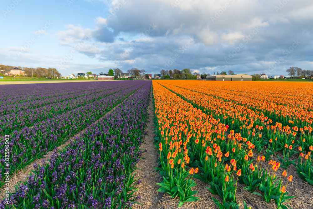 Tulips field 