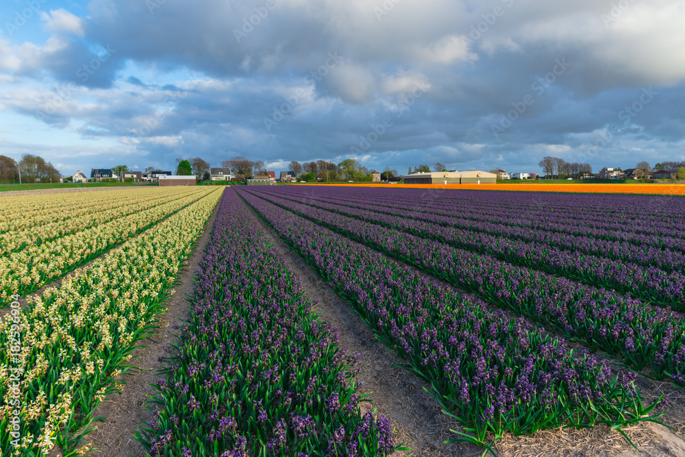 Earth field in Holland