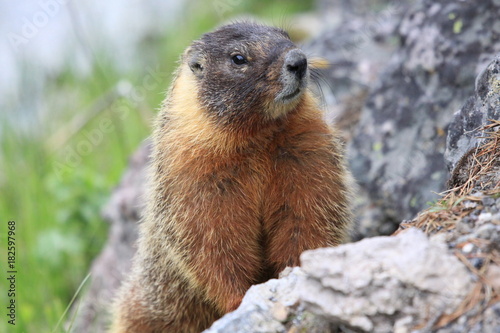 living wild marmot