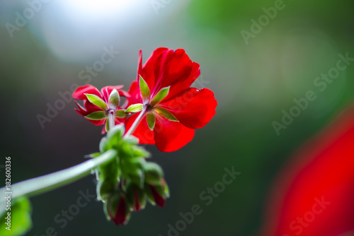 Beautiful red geranium photo