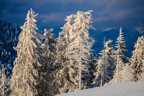 Snow trees in the winter