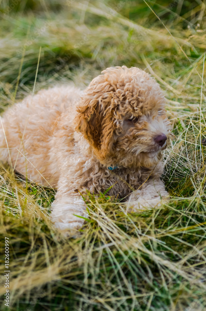 Fototapeta premium Little dog