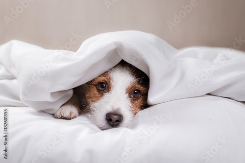 Fototapeta Naklejka Na Ścianę i Meble -  Dog Jack Russell Terrier lying in bed