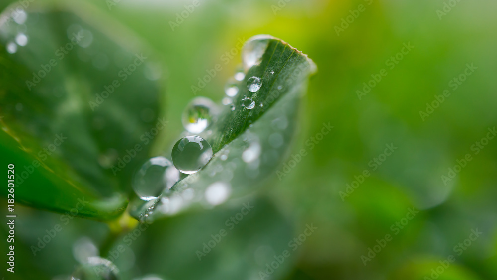water drops on leaf water drops on leaf