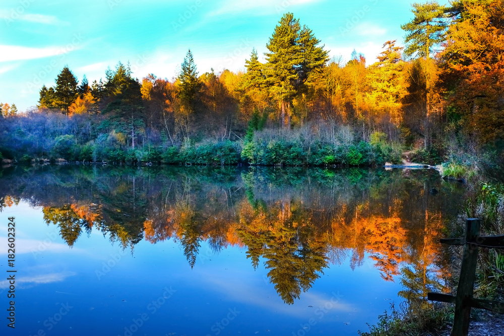 in the foreground a lake with the reflection of blue sky and a line of golden and green autumn / fall trees that are in the top part of the image, blue sky autumn forest scene