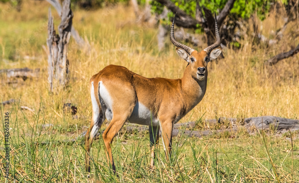 Male southern lechwe, .Moremi Game Reserve, Okavango Delta, Botswana Male southern lechwe, .Moremi Game Reserve, Okavango Delta, Botswana