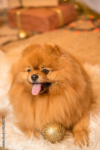 рыжая пушистая собака  с новогодней игрушкой © tvetchinina