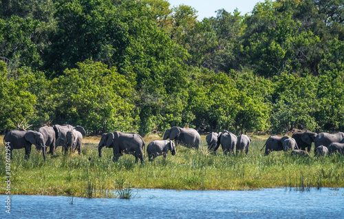 Elephant family  Moremi Game Reserve  Okavango Delta  Botswana