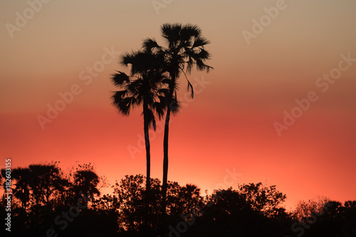 Sunset, Moremi Game Reserve, Okavango Delta, Botswana