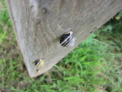 2 Snails in perspective on a wooden pole photo