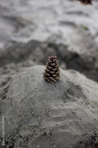 A pine apple