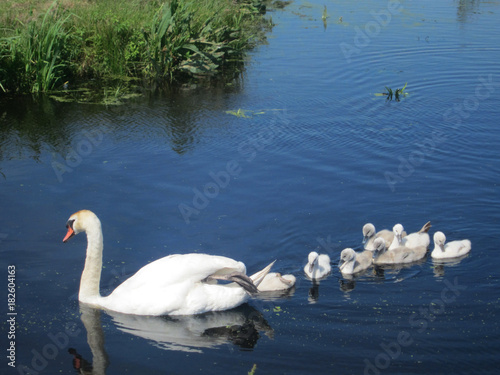 A swan family