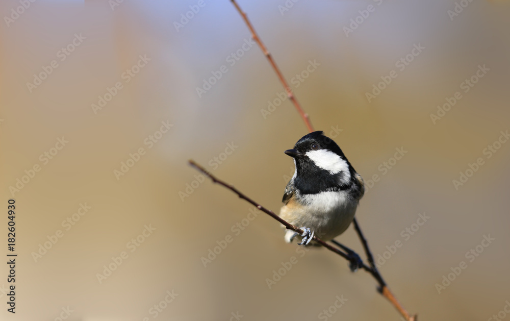 Obraz premium Peaceful coexistence of couple of Little Coal tit. It happens only a matter seconds .....
