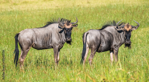 Wildebeests (Gnus), Moremi Game Reserve, Okavango Delta, Botswana © Luis