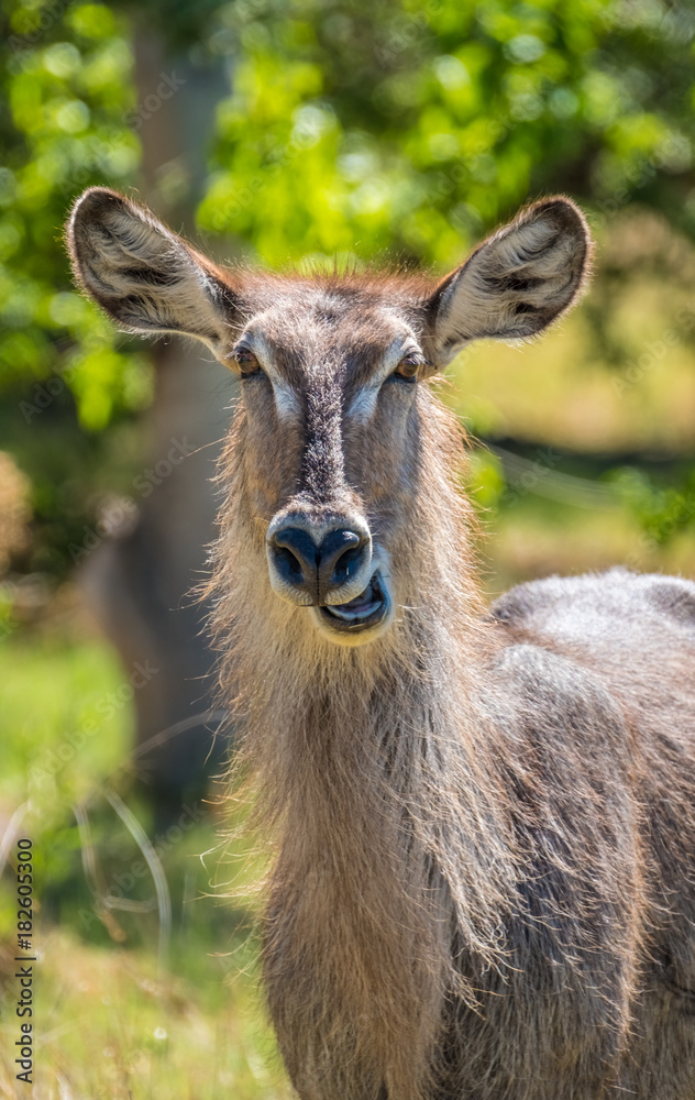 Female waterbuck, Moremi Game Reserve, Okavango Delta, Botswana Female waterbuck, Moremi Game Reserve, Okavango Delta, Botswana