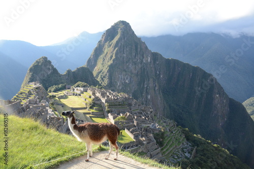 LLAMA At Sunset in front of MACHU PICCHU