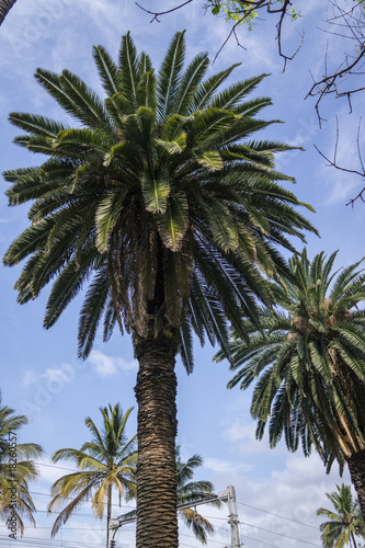 Palmen in S  dafrika