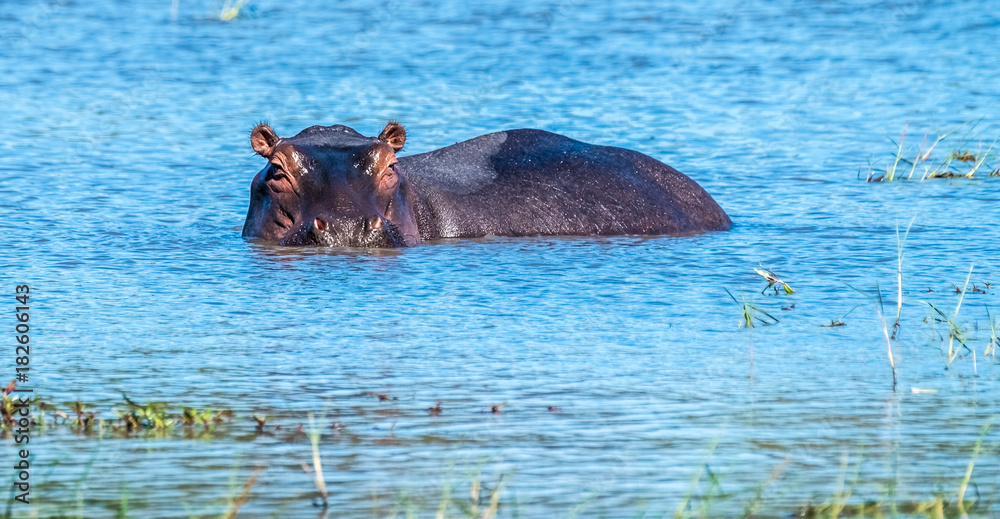 Fototapeta premium Hippo pool, Moremi Game Reserve, Okavango Delta, Botswana