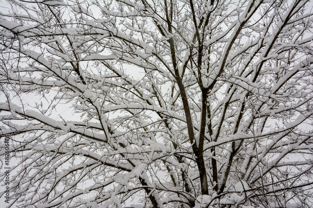 Black and white graphics snow-covered branches. Black and white graphics snow-covered branches.