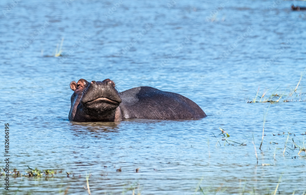 Fototapeta premium Hippo pool, Moremi Game Reserve, Okavango Delta, Botswana